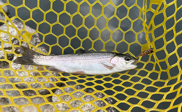 半日のエリアトラウト釣行で52匹と満足釣果【千早川マス釣り場】