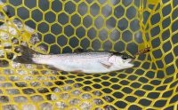 半日のエリアトラウト釣行で52匹と満足釣果【千早川マス釣り場】