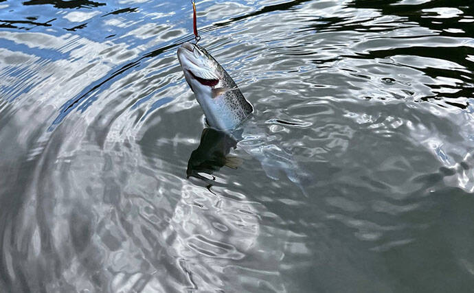 半日のエリアトラウト釣行で52匹と満足釣果【千早川マス釣り場】