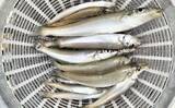 「福間漁港での投げ釣りで20cm頭に35匹　「アタったら糸ふけを作る」作戦で良型を攻略！」の画像1