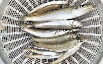 福間漁港での投げ釣りで20cm頭に35匹　「アタったら糸ふけを作る」作戦で良型を攻略！