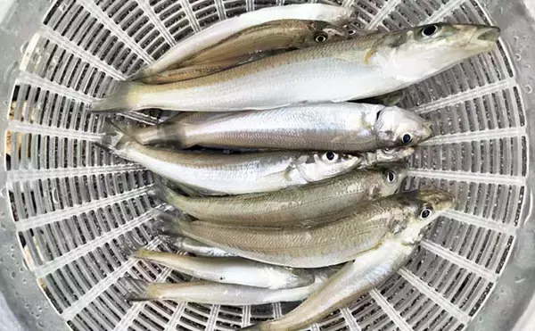 福間漁港での投げ釣りで20cm頭に35匹　「アタったら糸ふけを作る」作戦で良型を攻略！