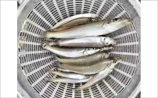 「福間漁港での投げ釣りで20cm頭に35匹　「アタったら糸ふけを作る」作戦で良型を攻略！」の画像