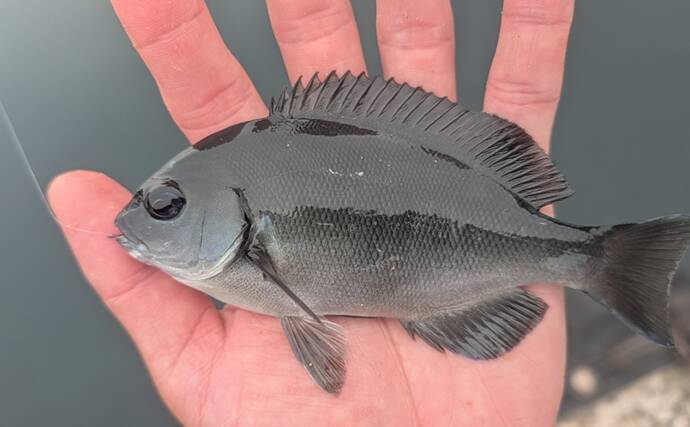 のべ竿一本で堤防釣りを満喫【安良里漁港】メジナにアジなど10魚種をキャッチ