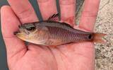 「のべ竿一本で堤防釣りを満喫【安良里漁港】メジナにアジなど10魚種をキャッチ」の画像11