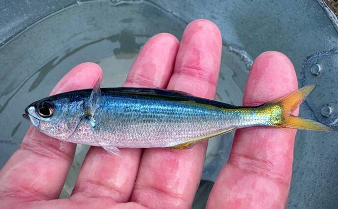 のべ竿一本で堤防釣りを満喫【安良里漁港】メジナにアジなど10魚種をキャッチ