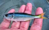 「のべ竿一本で堤防釣りを満喫【安良里漁港】メジナにアジなど10魚種をキャッチ」の画像12