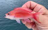 「のべ竿一本で堤防釣りを満喫【安良里漁港】メジナにアジなど10魚種をキャッチ」の画像13