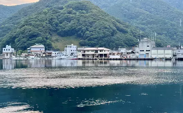 「のべ竿一本で堤防釣りを満喫【安良里漁港】メジナにアジなど10魚種をキャッチ」の画像