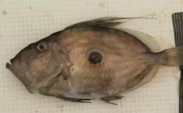 「今が旬のマトウダイ　名前の由来は「馬の頭」か「的」か諸説あり」の画像