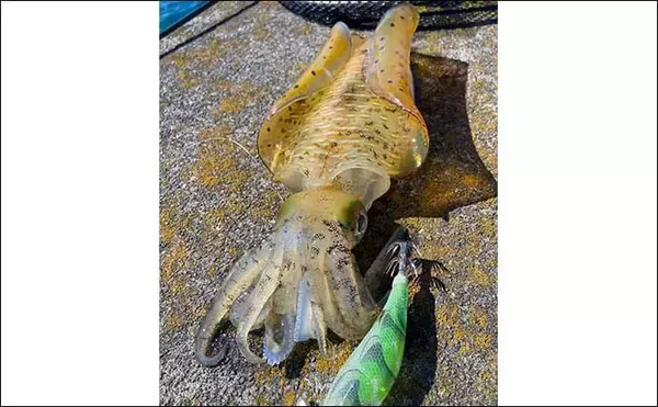 「「エギングはアタリが分かると2倍楽しい！」 手で感じる＆目でラインを見るアタリそれぞれを解説」の画像