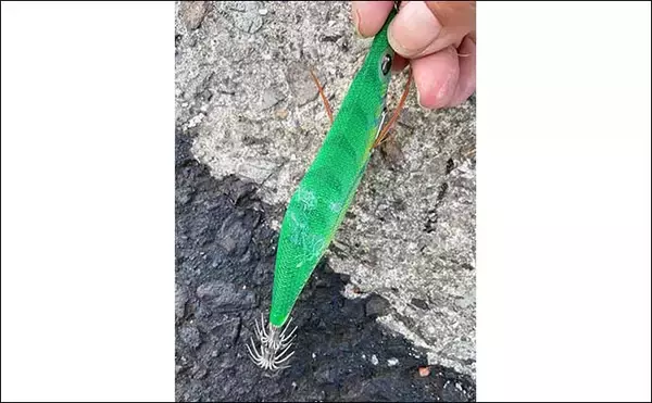 「「エギングはアタリが分かると2倍楽しい！」 手で感じる＆目でラインを見るアタリそれぞれを解説」の画像