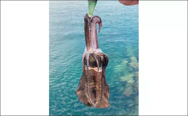 「「エギングはアタリが分かると2倍楽しい！」 手で感じる＆目でラインを見るアタリそれぞれを解説」の画像