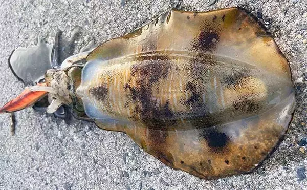 「「エギングはアタリが分かると2倍楽しい！」 手で感じる＆目でラインを見るアタリそれぞれを解説」の画像