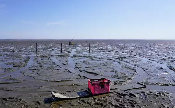 「有明海のシンボル『ムツゴロウ』　干潟に特化した生態と変わった捕獲方法とは？」の画像