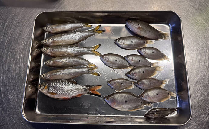 カンボジア料理に欠かせない「魚の塩辛」は匂いが強烈　加熱すると一変する？