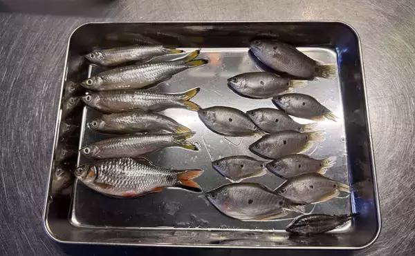 「カンボジア料理に欠かせない「魚の塩辛」は匂いが強烈　加熱すると一変する？」の画像