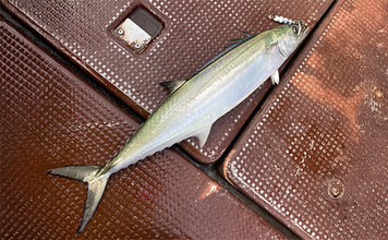 奥伊勢湾のサワラキャスティングゲームで60cm本命と対面成功　ブレード付きジグにヒット