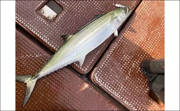 「奥伊勢湾のサワラキャスティングゲームで60cm本命と対面成功　ブレード付きジグにヒット」の画像