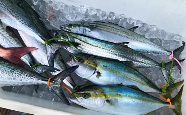 「奥伊勢湾のサワラキャスティングゲームで60cm本命と対面成功　ブレード付きジグにヒット」の画像