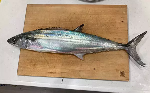 「奥伊勢湾のサワラキャスティングゲームで60cm本命と対面成功　ブレード付きジグにヒット」の画像