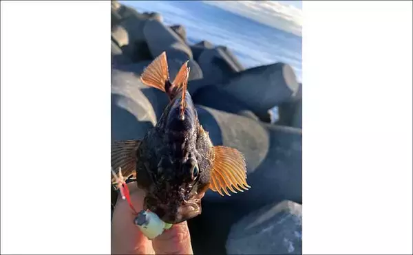 「「食い渋りのカサゴはカサゴで釣るべし」 内臓エサの有効性を実釣検証してみた」の画像