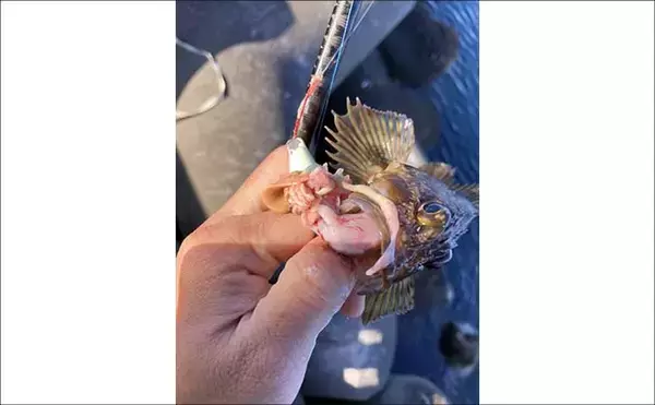 「「食い渋りのカサゴはカサゴで釣るべし」 内臓エサの有効性を実釣検証してみた」の画像