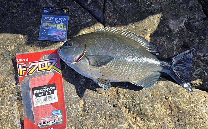 伊豆半島の磯フカセ釣果レポート：38cm尾長メジナ登場もイサキは不発【沖横根】