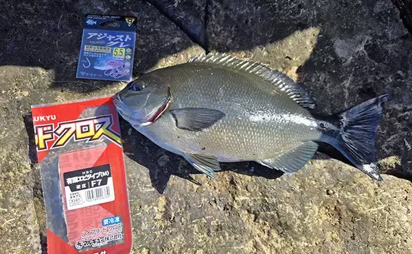 「伊豆半島の磯フカセ釣果レポート：38cm尾長メジナ登場もイサキは不発【沖横根】」の画像