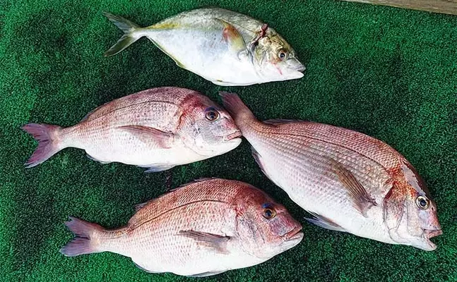 海上釣り堀でマダイにシマアジ エサ取り対策に効果抜群のエサとは 22年10月4日 エキサイトニュース