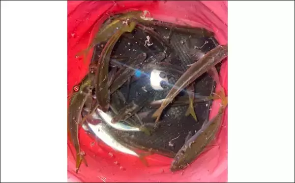 「【魚はバラすと釣れなくなるは本当？】　アジ20匹をリリースして検証」の画像