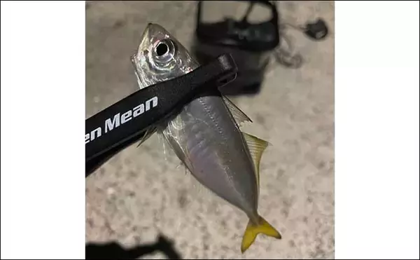「【魚はバラすと釣れなくなるは本当？】　アジ20匹をリリースして検証」の画像