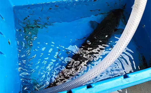 「沖の五目釣りで本命イサキに60cm級メダイで五目達成【神奈川・秀吉丸】」の画像