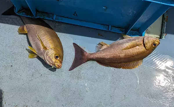 「沖の五目釣りで本命イサキに60cm級メダイで五目達成【神奈川・秀吉丸】」の画像