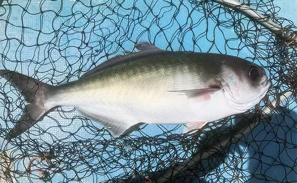 「沖の五目釣りで本命イサキに60cm級メダイで五目達成【神奈川・秀吉丸】」の画像