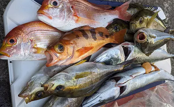 「沖の五目釣りで本命イサキに60cm級メダイで五目達成【神奈川・秀吉丸】」の画像