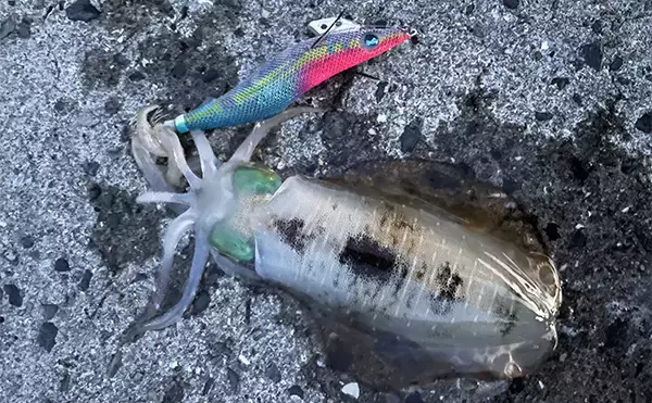 「シャローエリアのエギング釣行で小型アオリイカ2杯【熊本】ワームでマゴチも」の画像