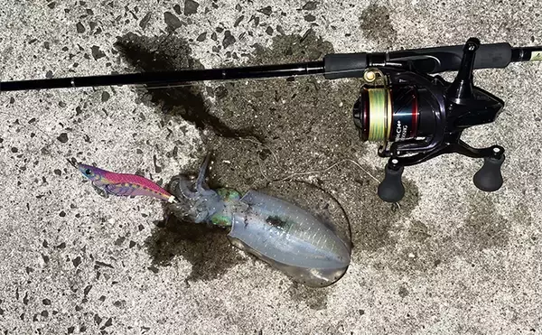 「シャローエリアのエギング釣行で小型アオリイカ2杯【熊本】ワームでマゴチも」の画像