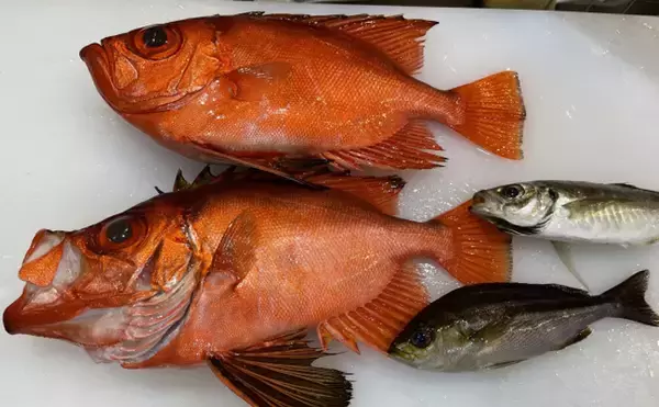 「キンメダイによく似た「キントキダイ」は浅場に生息　味はキンメに軍配か」の画像