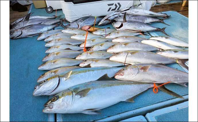 【沖釣り釣果速報】落とし込み釣りでヒラマサ107cm浮上！エサ付き抜群で青物ラッシュ！（福岡）