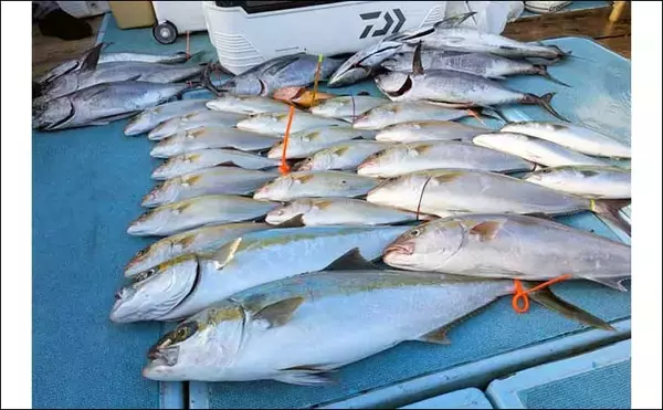 「【沖釣り釣果速報】落とし込み釣りでヒラマサ107cm浮上！エサ付き抜群で青物ラッシュ！（福岡）」の画像