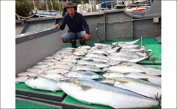 「【沖釣り釣果速報】落とし込み釣りでヒラマサ107cm浮上！エサ付き抜群で青物ラッシュ！（福岡）」の画像