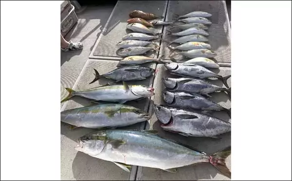 「【沖釣り釣果速報】落とし込み釣りでヒラマサ107cm浮上！エサ付き抜群で青物ラッシュ！（福岡）」の画像