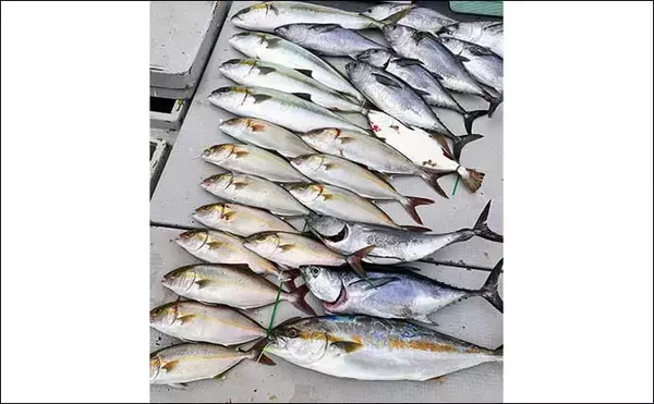 「【沖釣り釣果速報】落とし込み釣りでヒラマサ107cm浮上！エサ付き抜群で青物ラッシュ！（福岡）」の画像