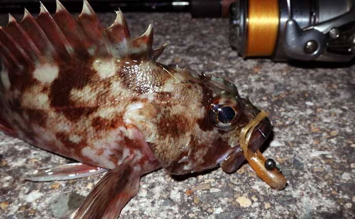 冬のカサゴにはチューブワームが最強！【おすすめリグとアクションを解説】