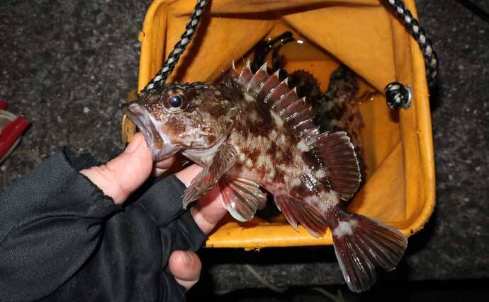 冬のカサゴにはチューブワームが最強！【おすすめリグとアクションを解説】