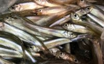 ライトソルトロッドを流用して陸っぱりワカサギ釣りに挑戦してみた