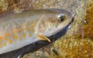 ヤマトイワナ狙える渓流釣り場ガイド　木曽川水系の支流ポイント紹介【長野】