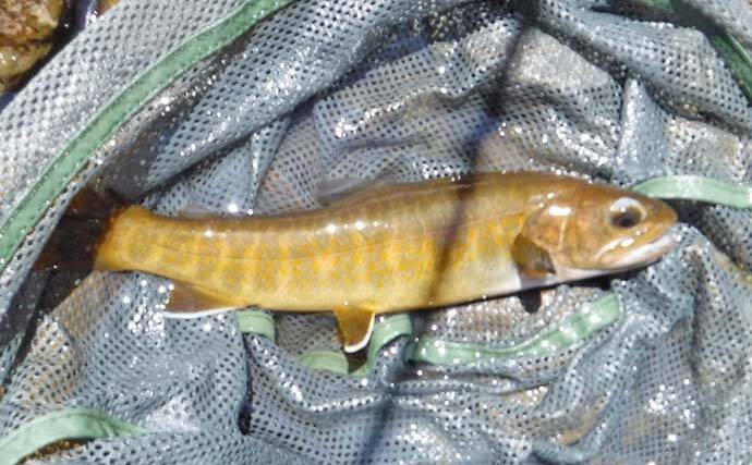 ヤマトイワナ狙える渓流釣り場ガイド　木曽川水系の支流ポイント紹介【長野】