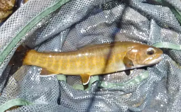 「ヤマトイワナ狙える渓流釣り場ガイド　木曽川水系の支流ポイント紹介【長野】」の画像